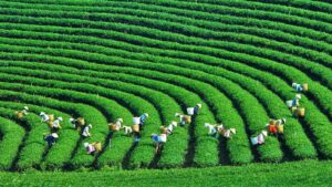 Tea hill Moc Chau, Son La